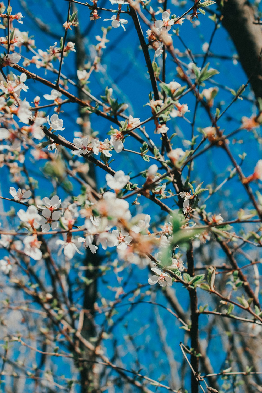 a tree with white flowers