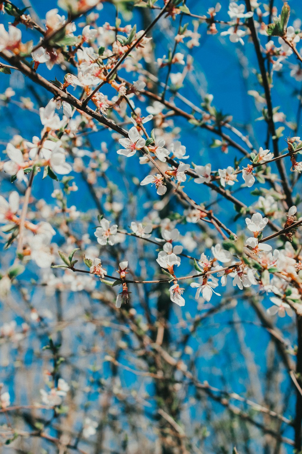 un albero con fiori bianchi