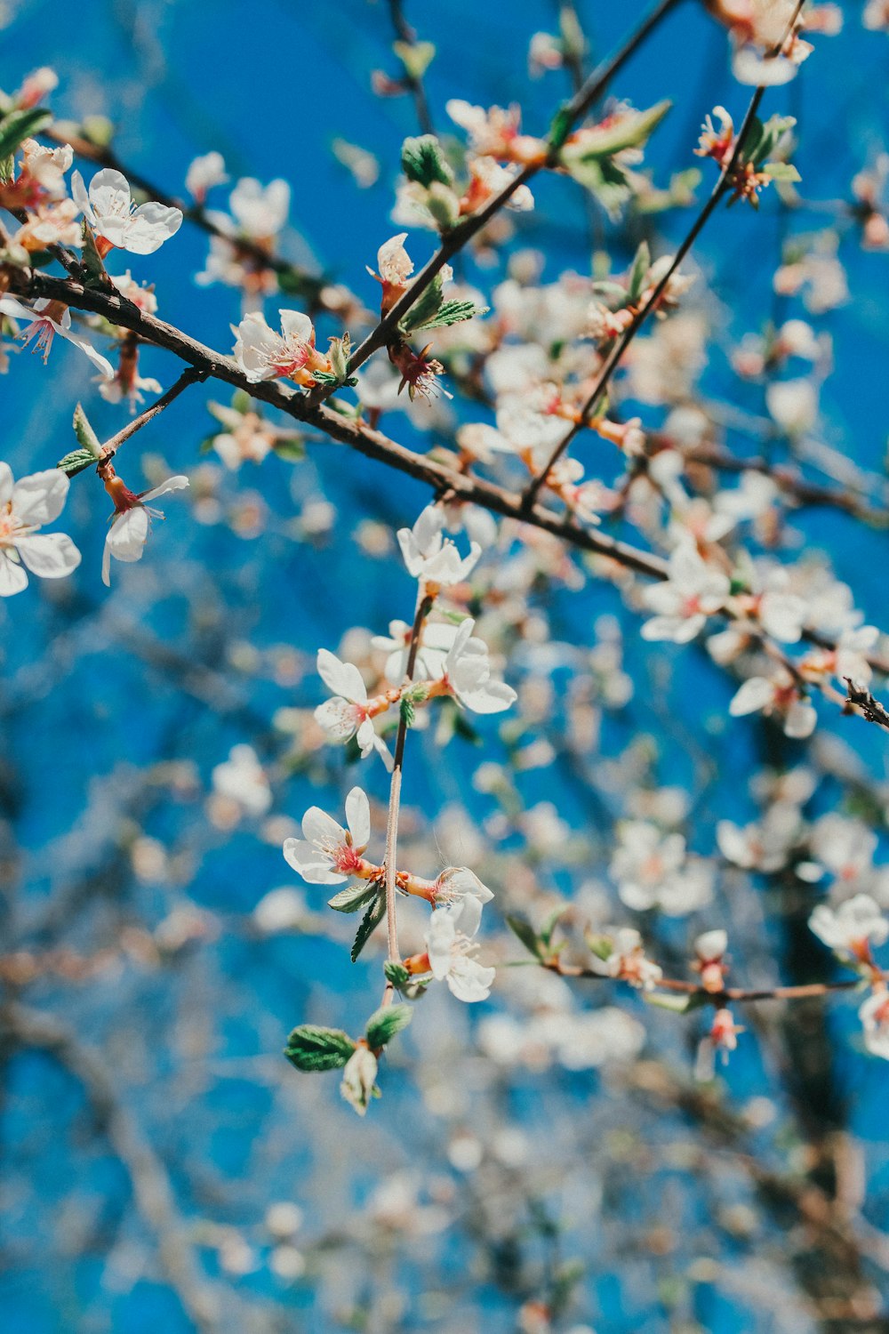 a tree with white flowers