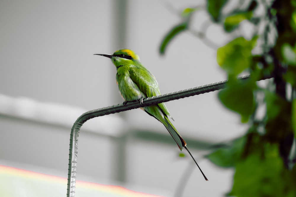 a bird sits on a branch