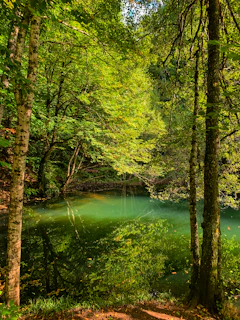 a river in a forest
