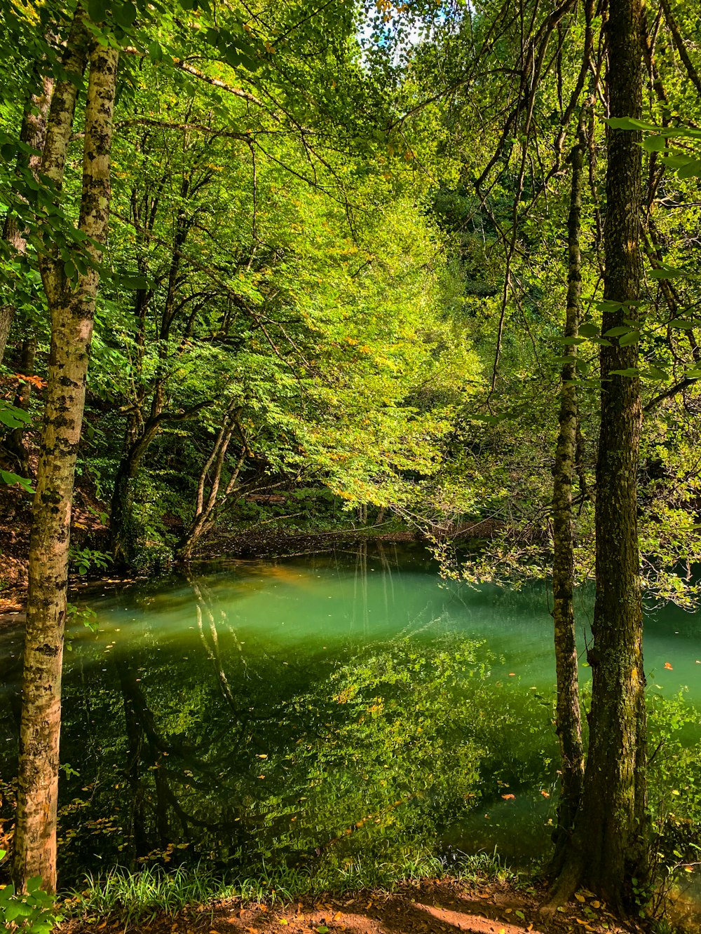 a river in a forest