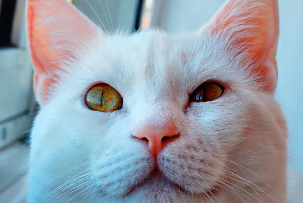 a close up of a cat