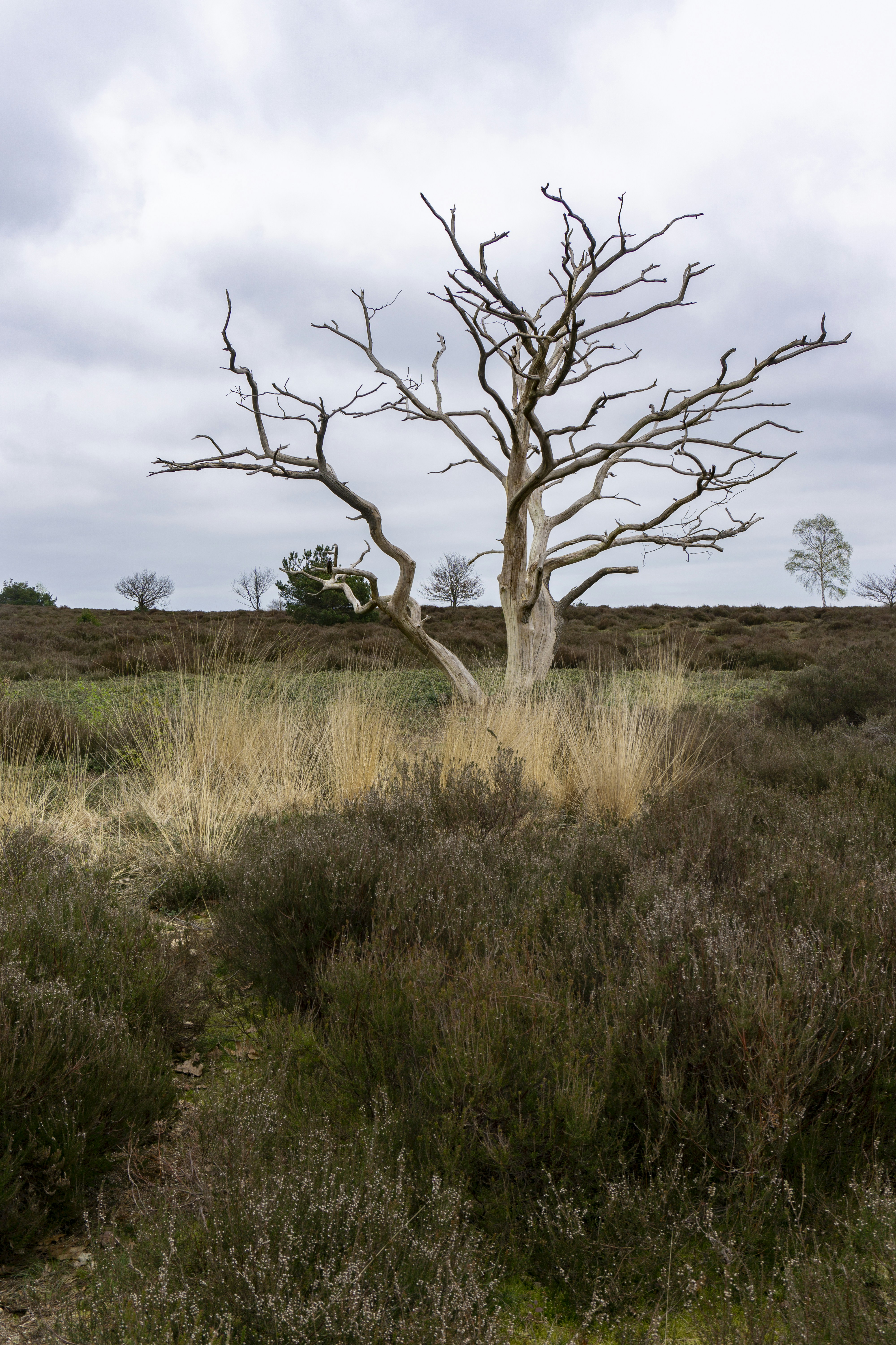 a tree in a field