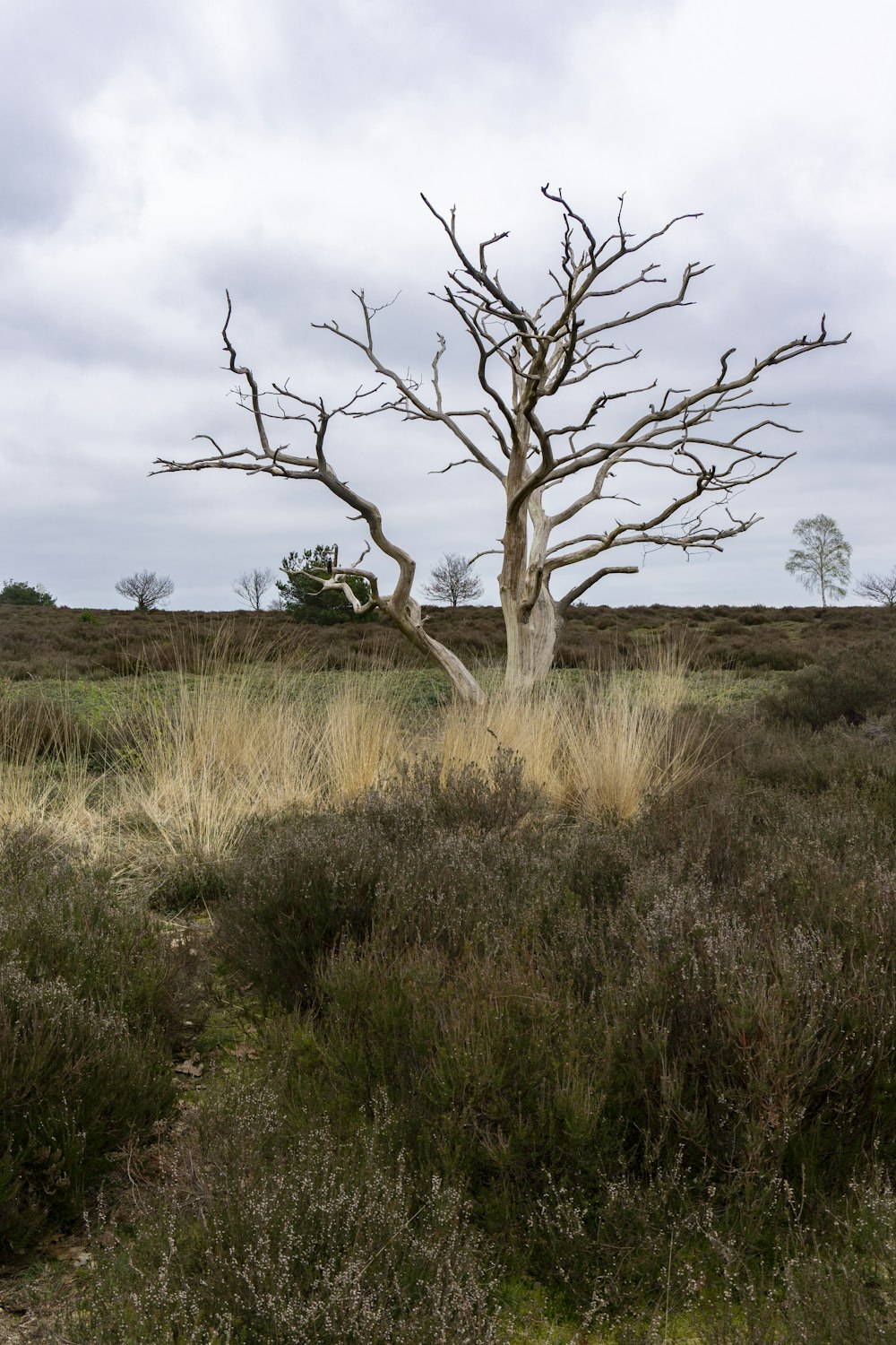 a tree in a field