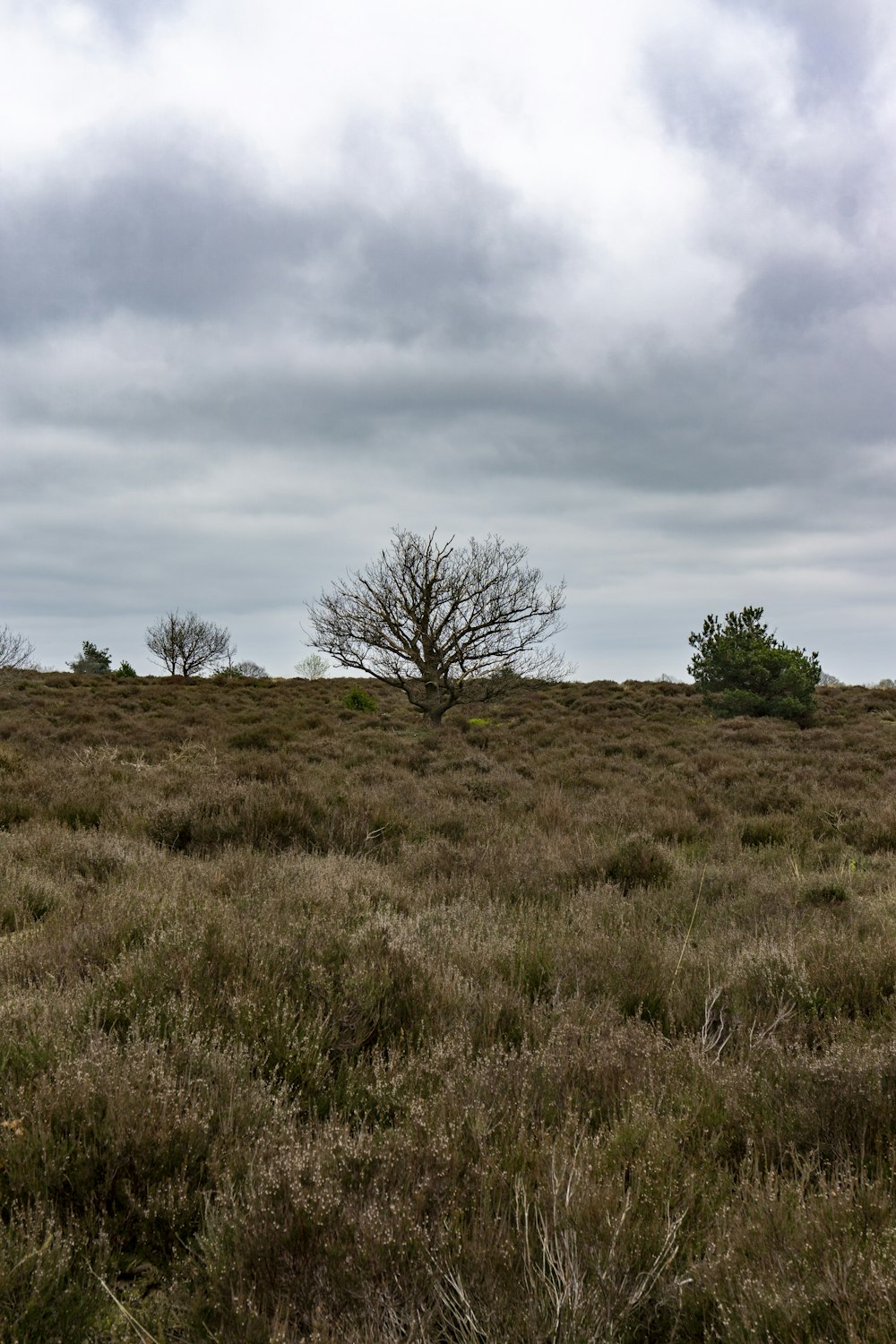 a grassy area with trees in it