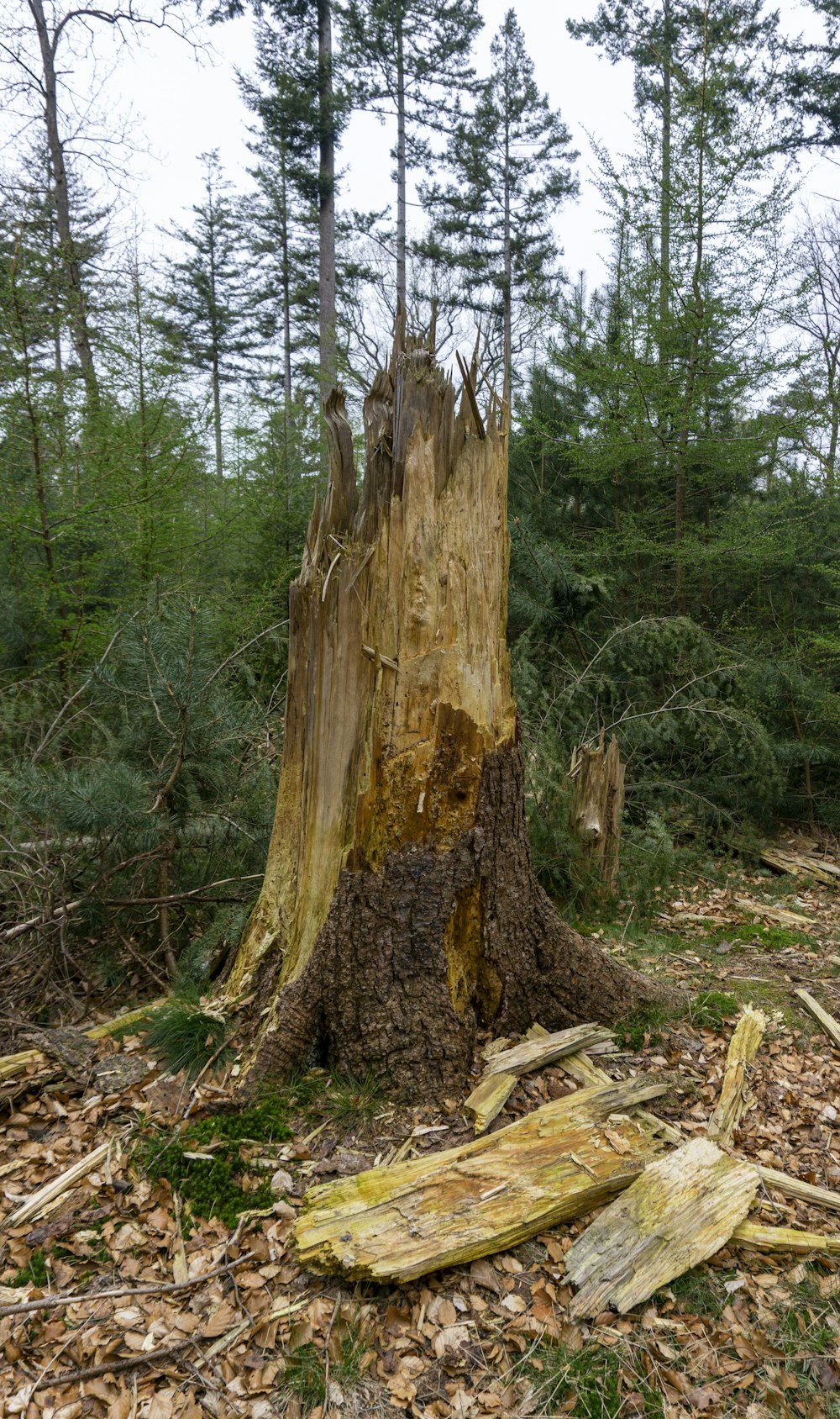 a tree stump in the woods