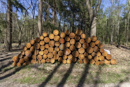 A neatly stacked pile of cut logs in a forest clearing, surrounded by tall trees. The logs are arranged horizontally, with a few markings visible on some logs. Sunlight casts shadows across the ground, and there is a mix of bare and leafy trees in the background.