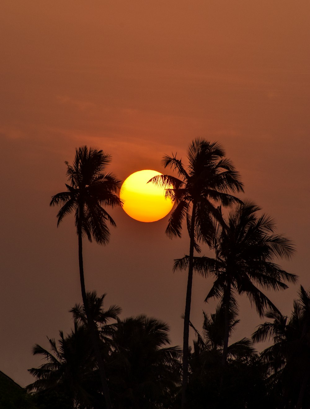 a sunset behind palm trees
