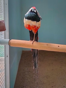 A colorful bird with a vibrant red, black, and cream plumage perched on a wooden bar within an enclosed space. It has a distinctive pattern on its head and a long, elegant tail with black and white stripes.