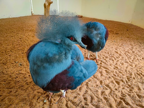 Two large, blue-gray birds with intricate feather crests are standing on a sandy surface in an indoor enclosure. One bird faces the camera prominently, showing its detailed feather structure and striking red eye.