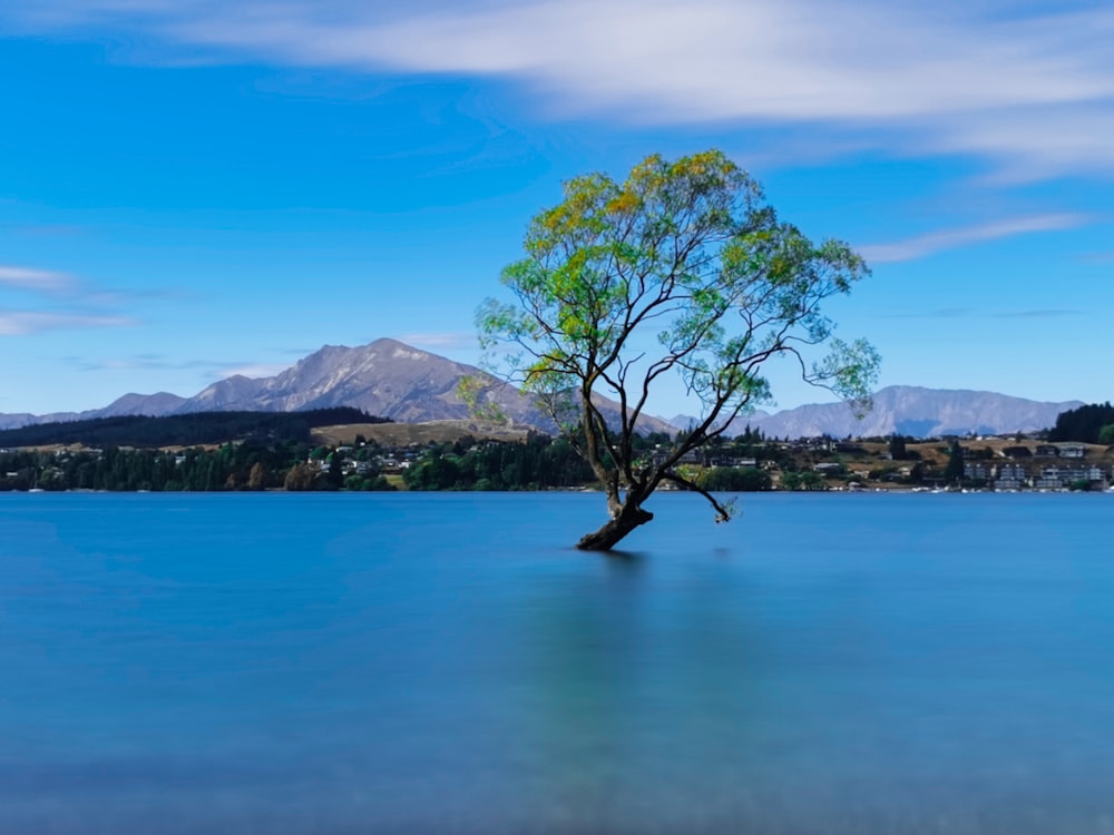 a tree in a body of water