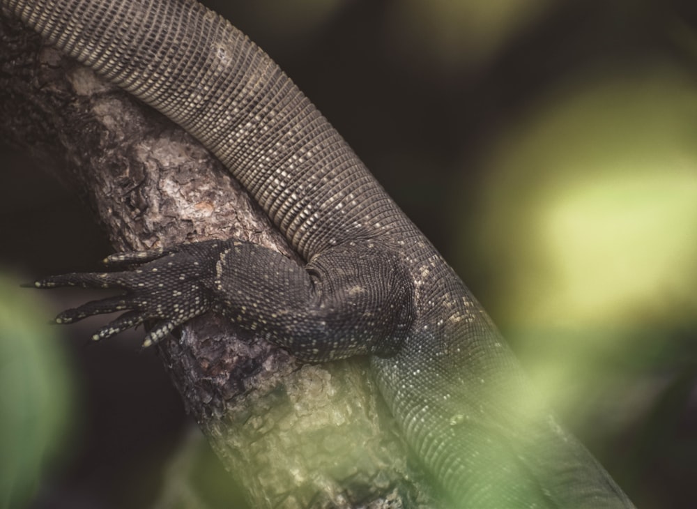 a close up of a snake