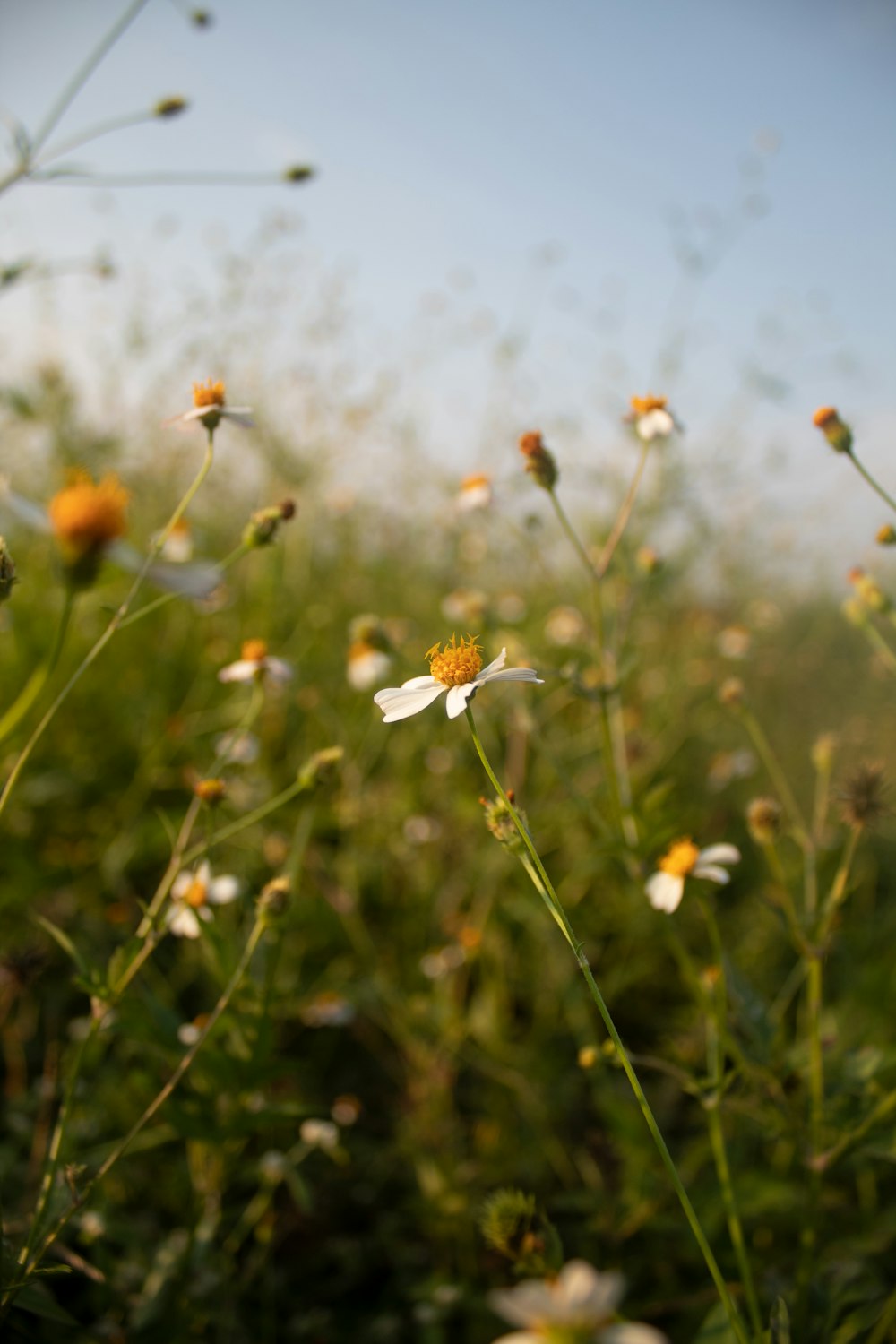 a close up of a flower