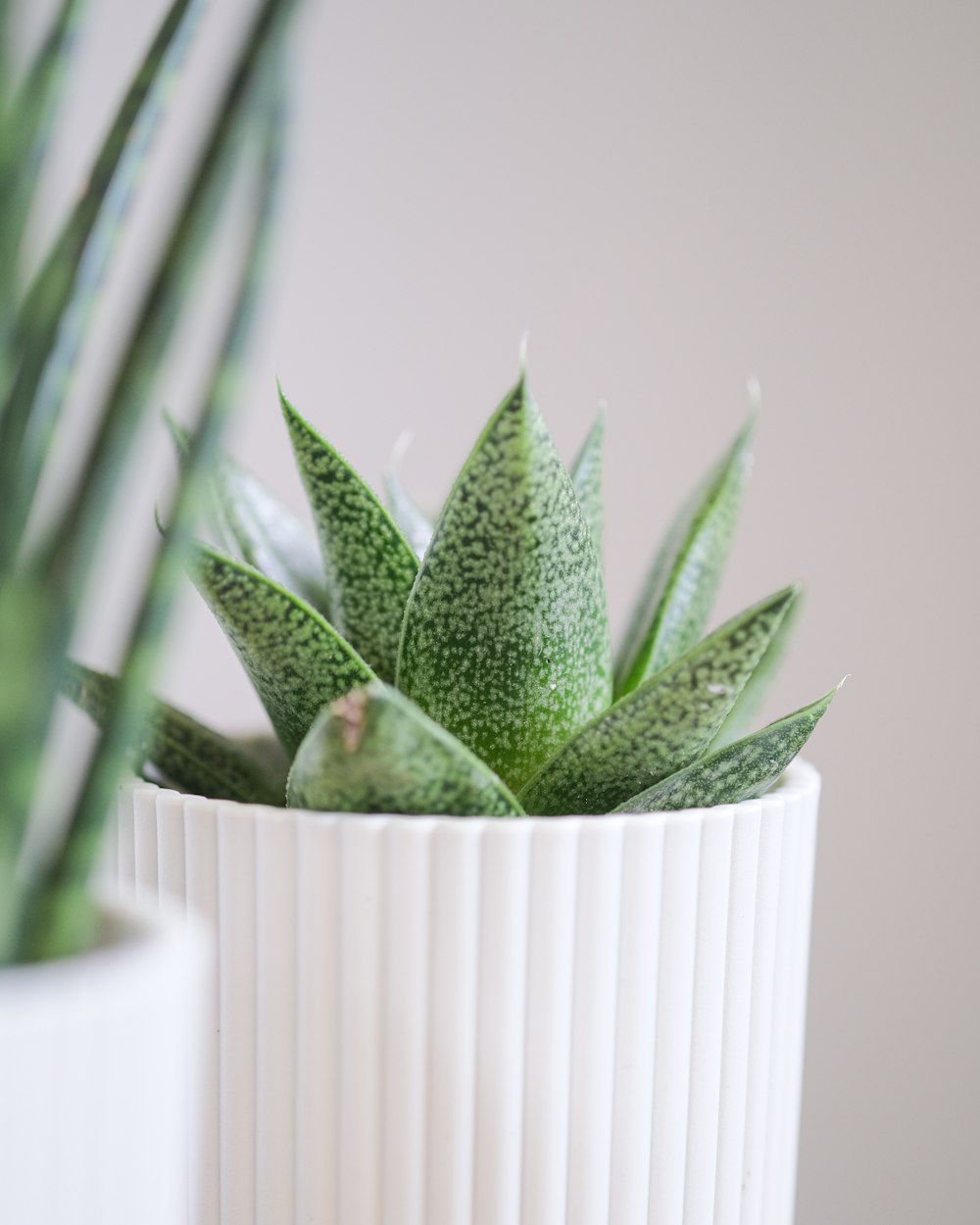 a plant in a pot