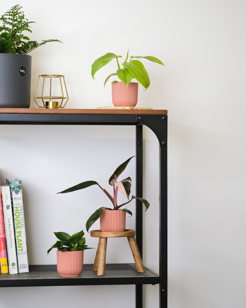 a couple of potted plants on a shelf