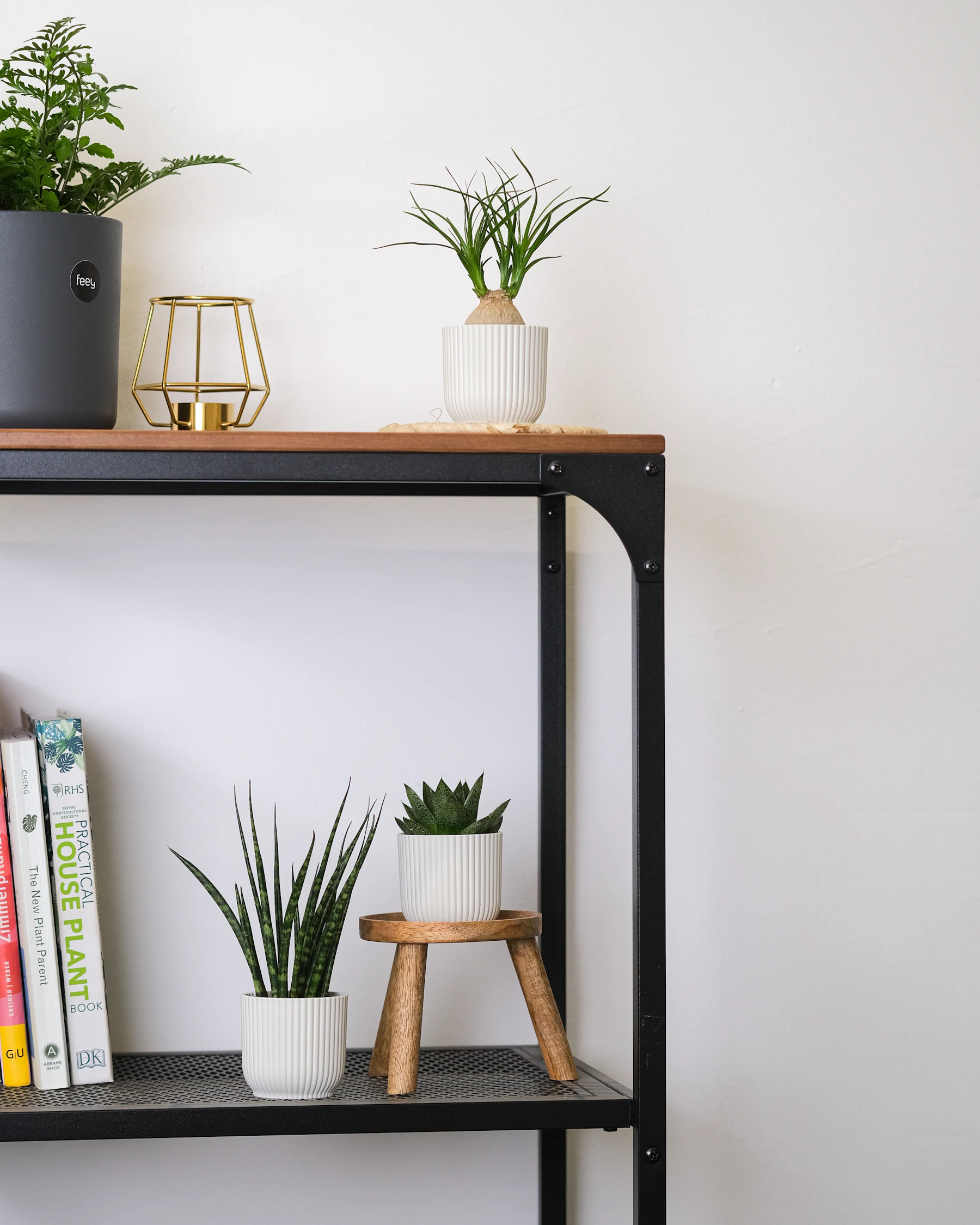 A snake plant and two small potted plants on a black metal shelf beside a row of houseplant care books