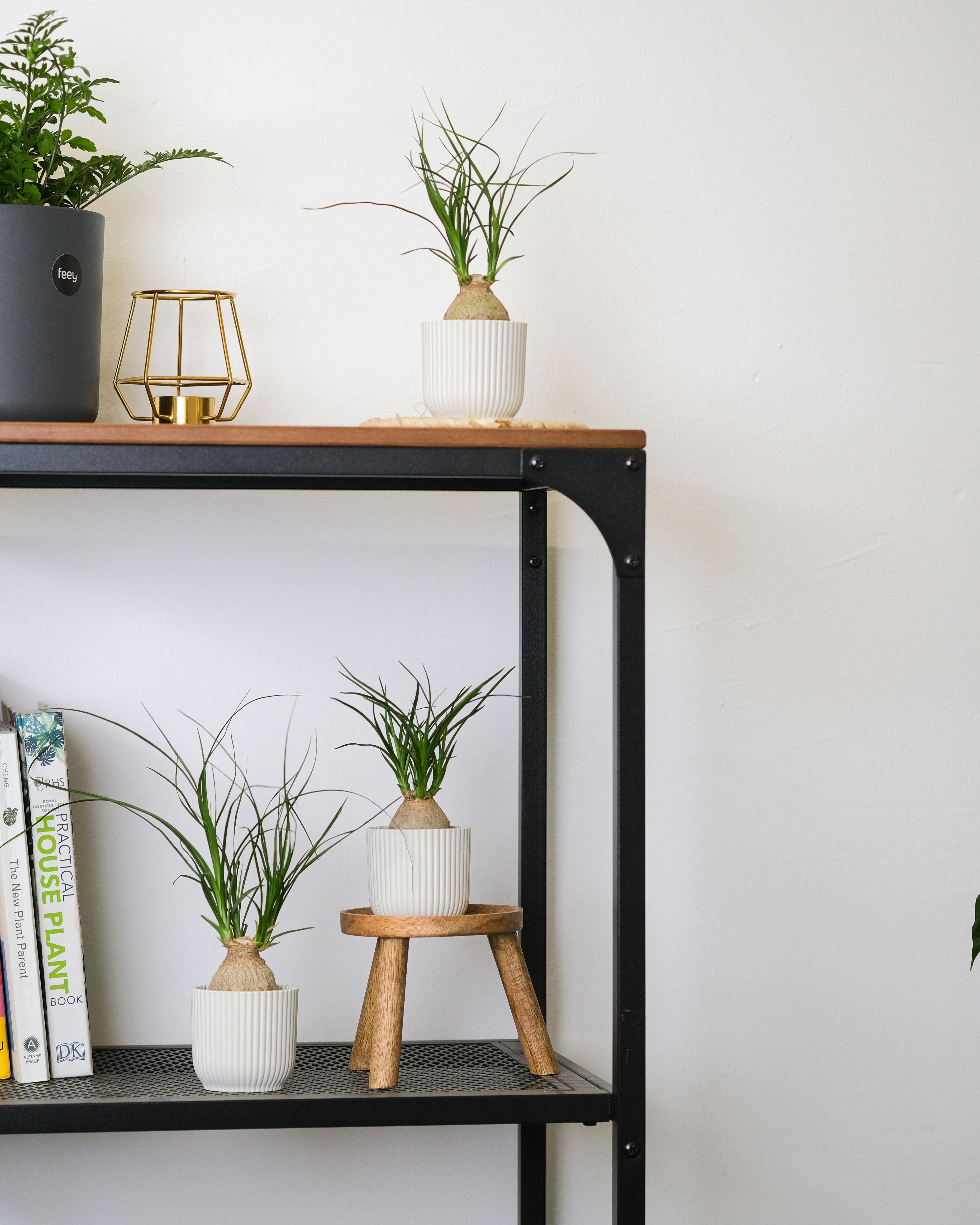 Photo by feeypflanzen