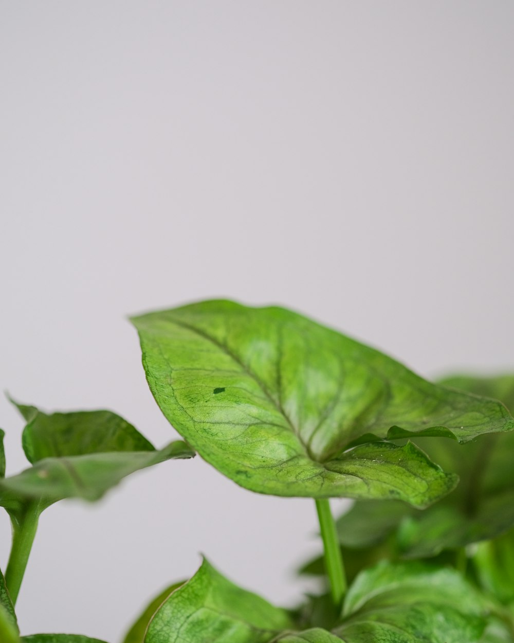 a close up of a leaf