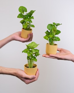 hands holding small plants