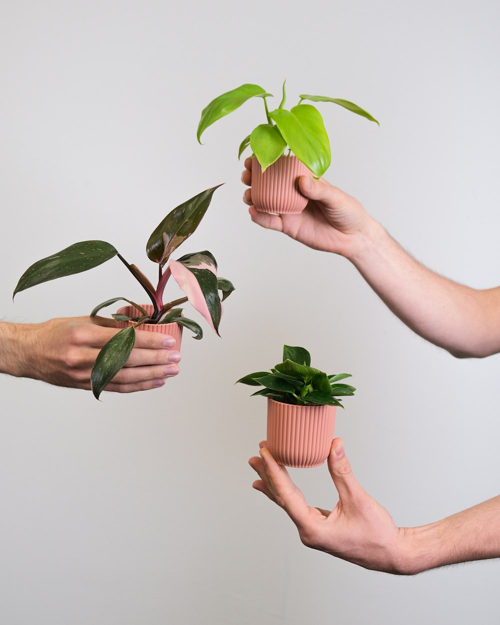 Manos sosteniendo una planta pequeña