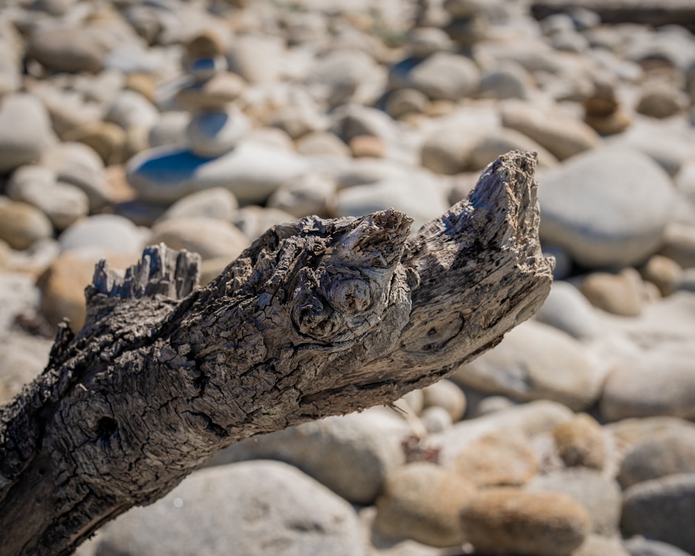 a crocodile lying on rocks