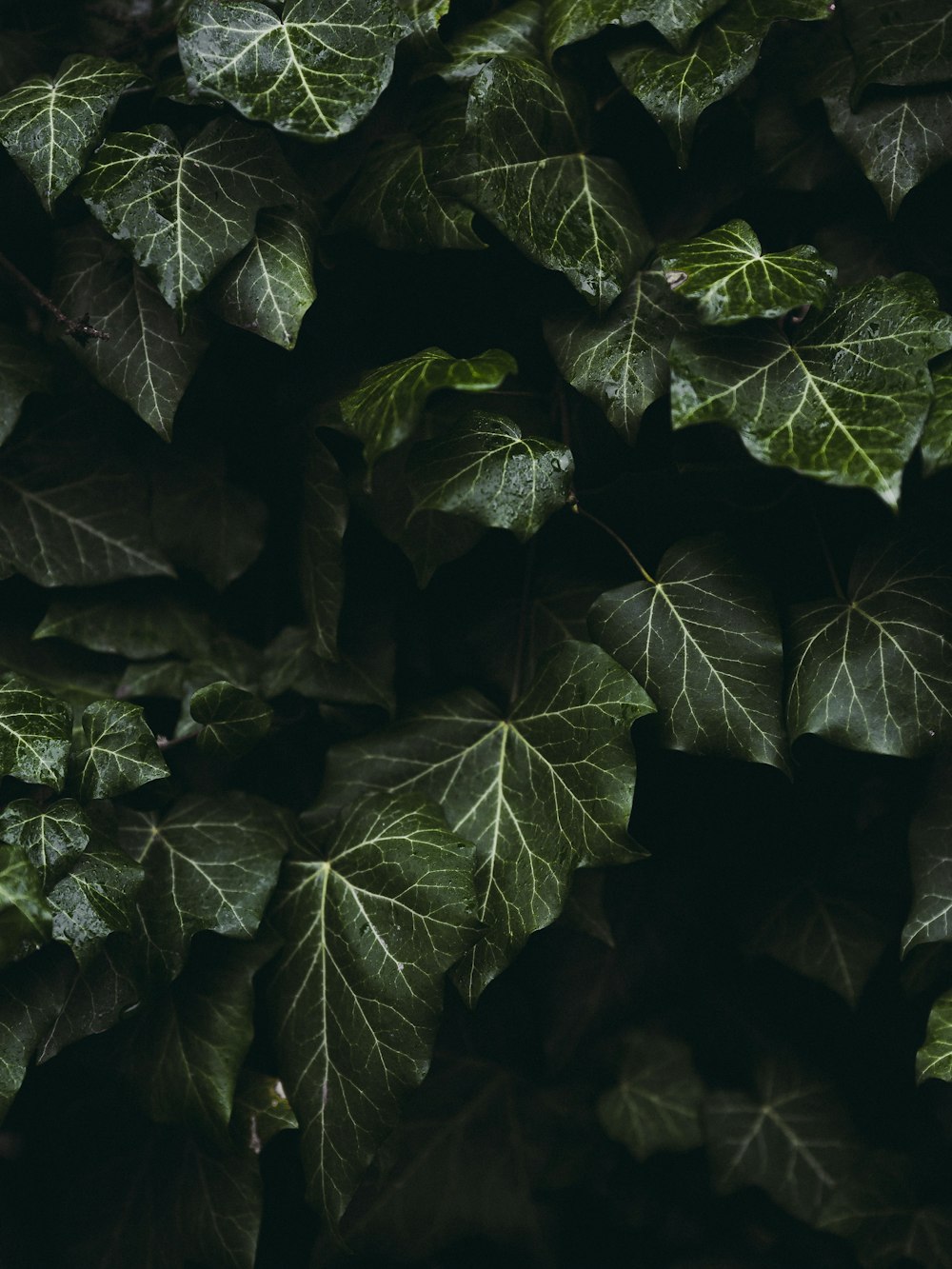 a group of green leaves