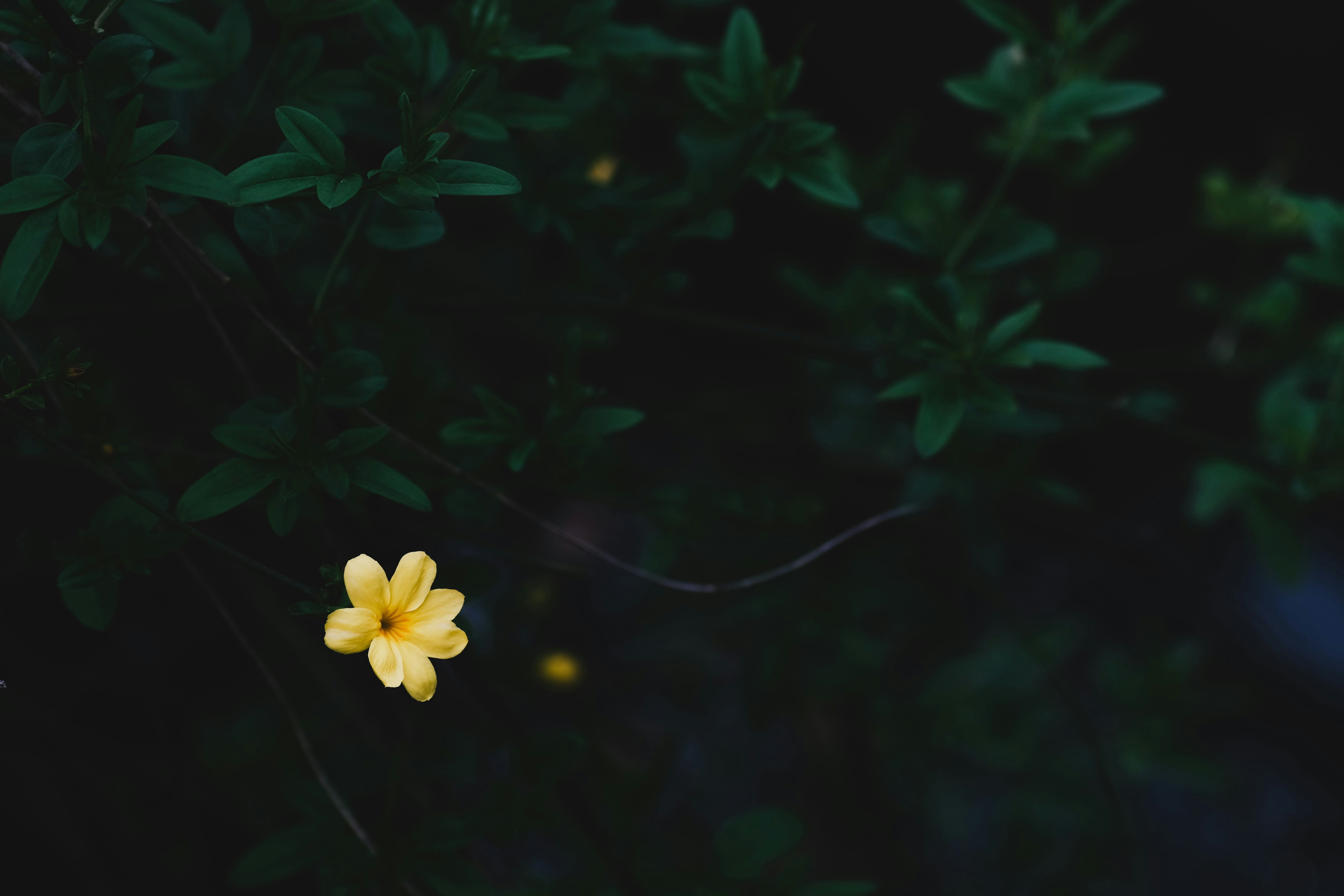 Photo by leonhu123
