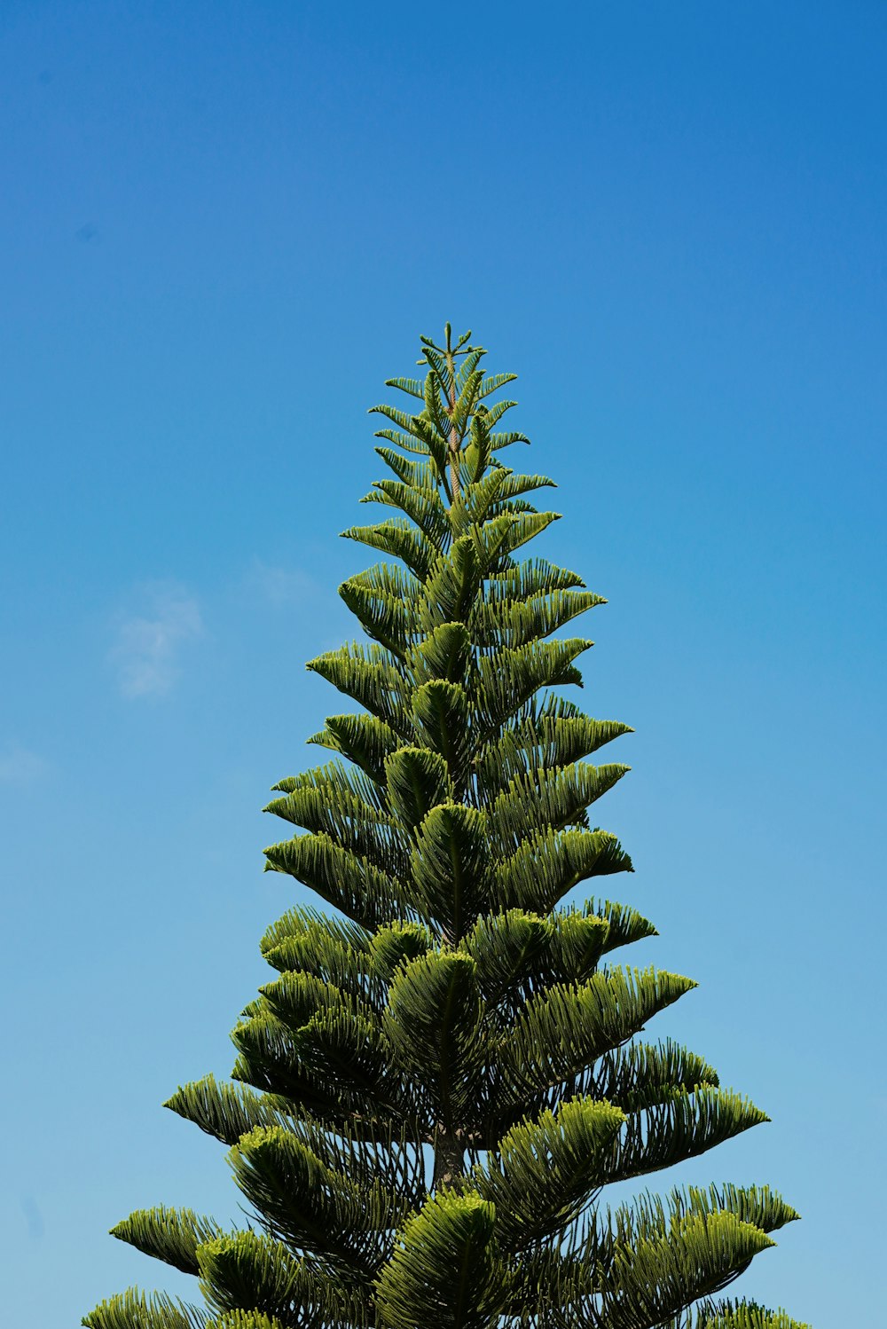 a tree with green leaves