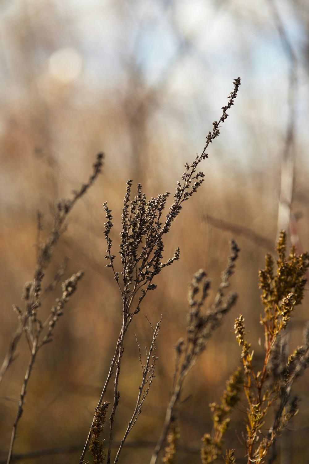 close up of a plant