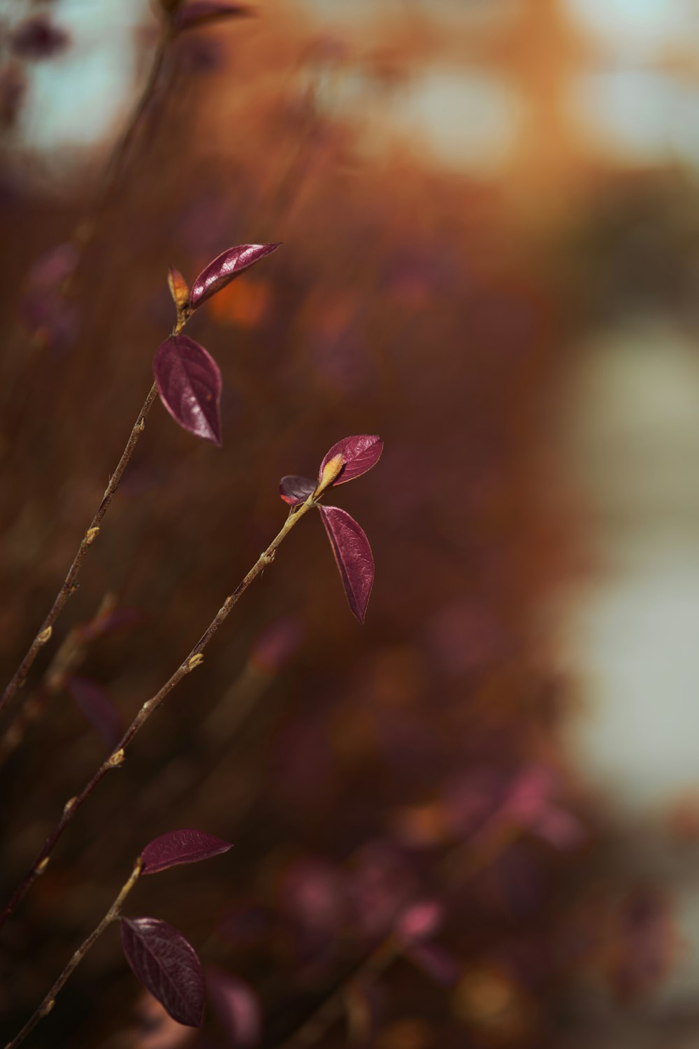 close up of a plant