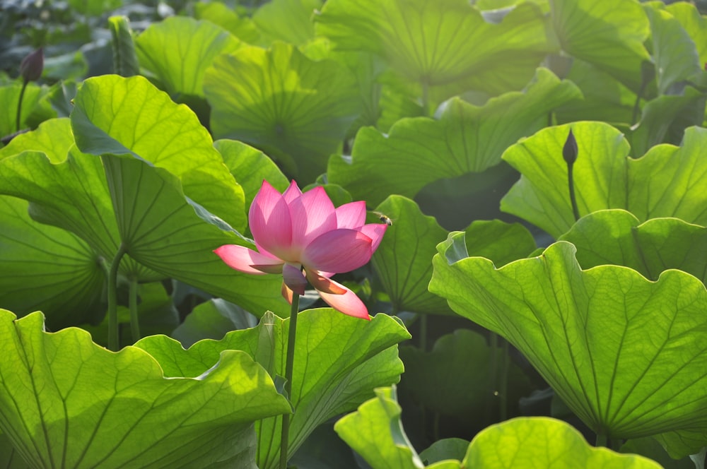 a pink flower surrounded by green leaves