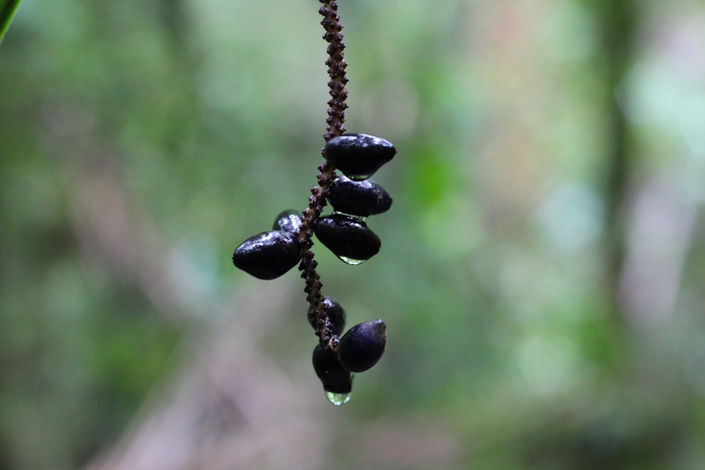 a close up of a plant