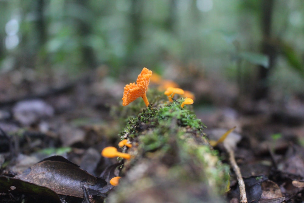 a group of mushrooms growing in the ground