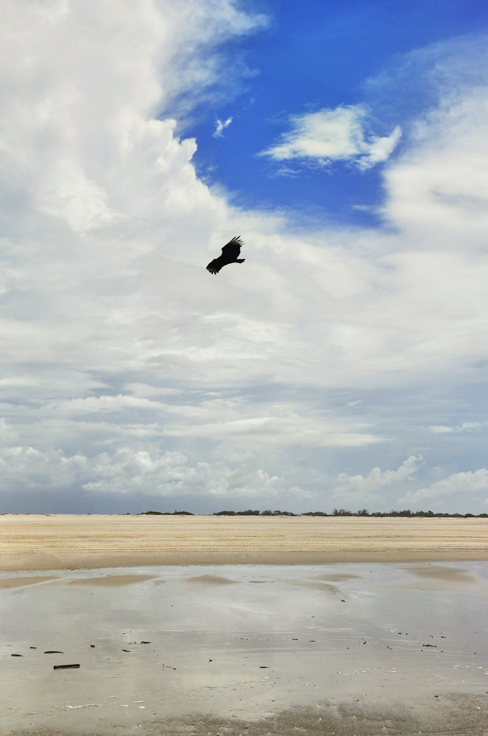 a bird flying in the sky