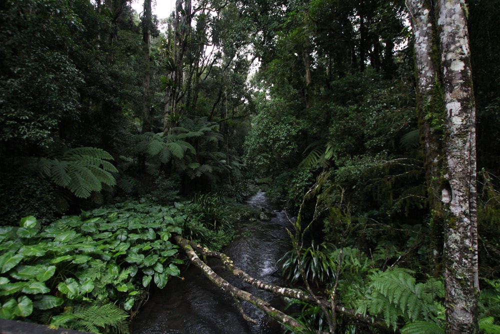 a stream in a forest