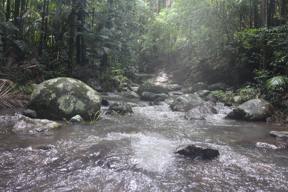 a river with rocks and trees