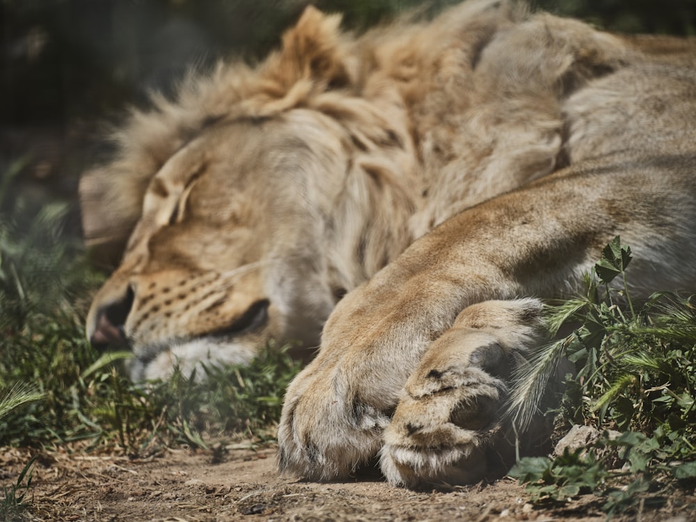 a lion lying down