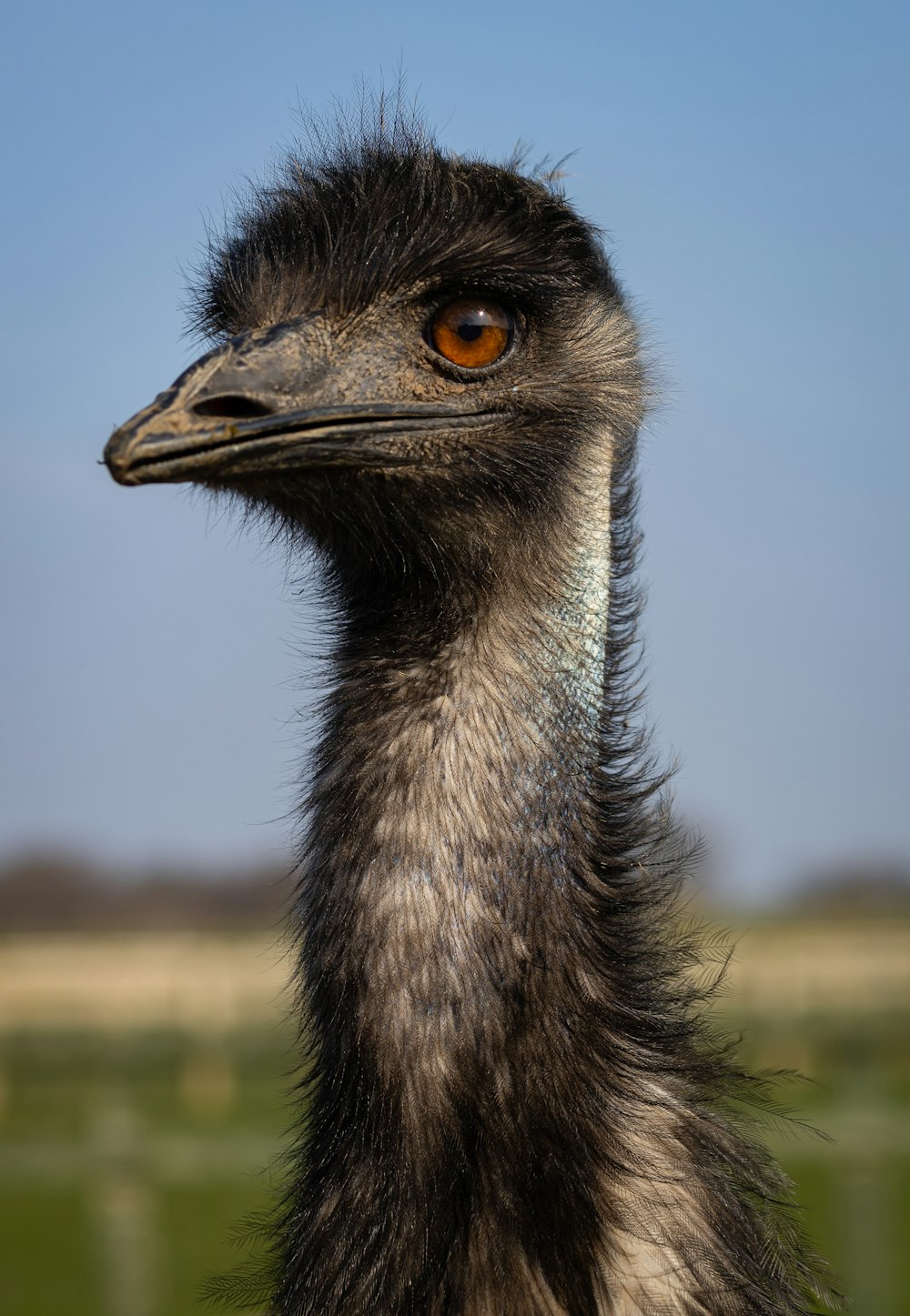 a close up of a bird