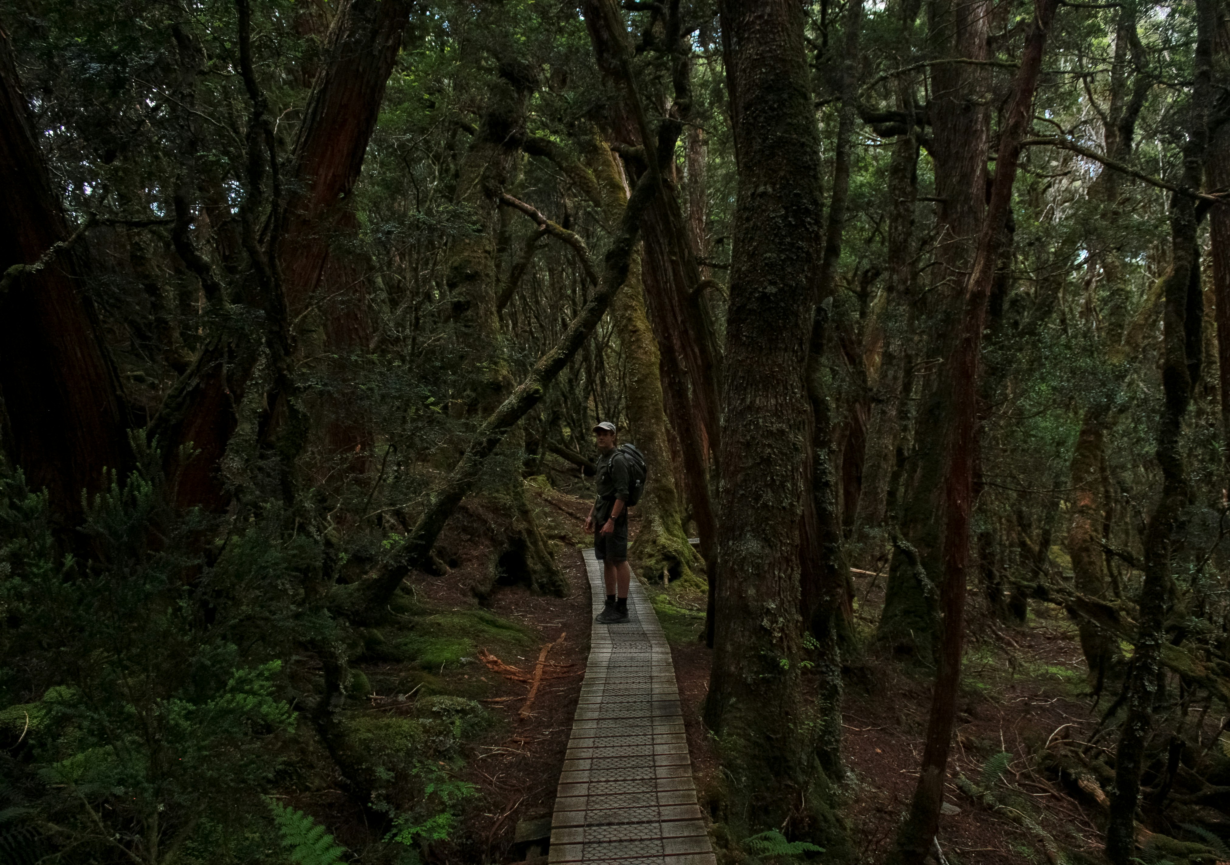a person walking on a path in the woods