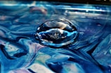 a close up of a fish