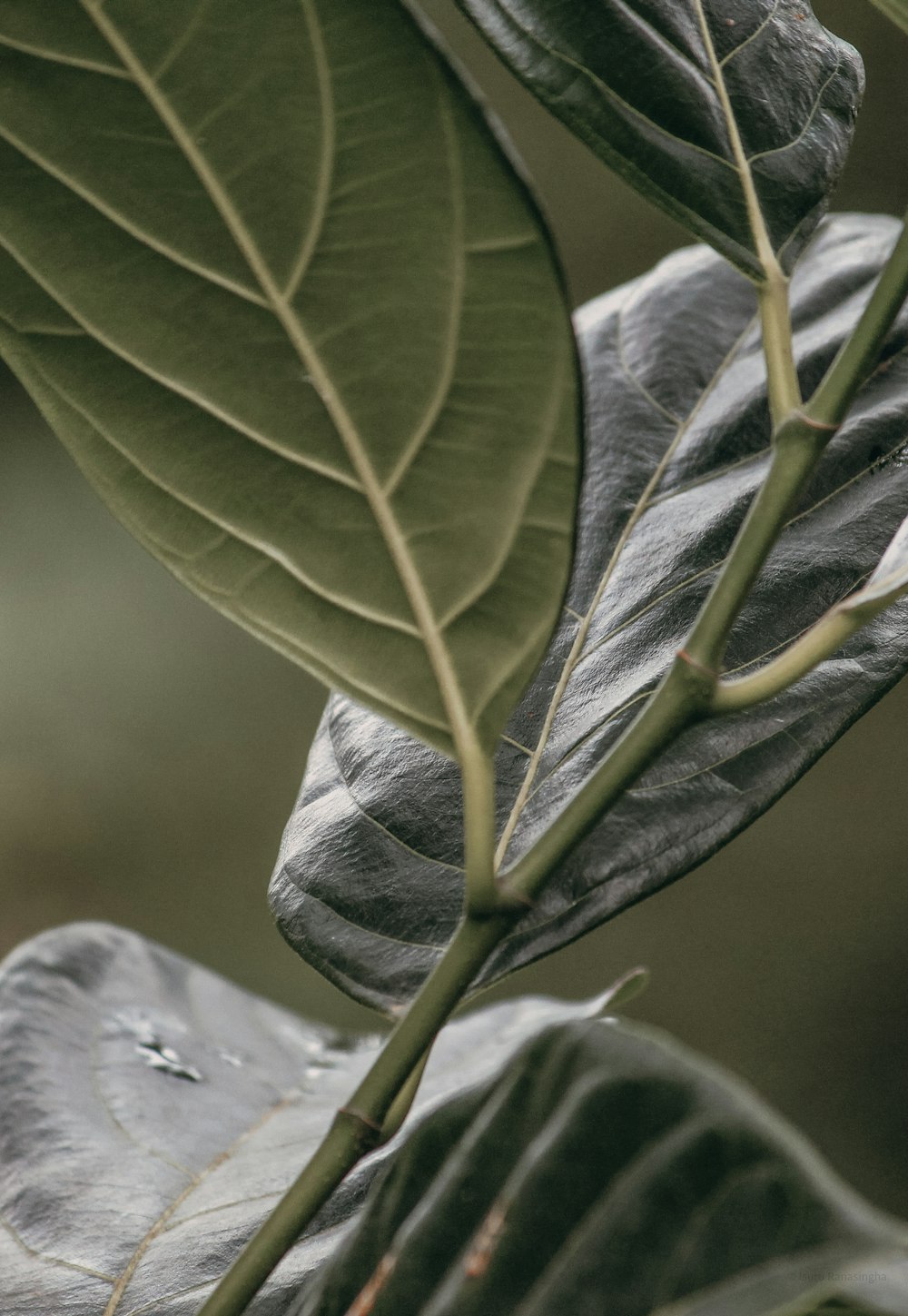 a close-up of a leaf