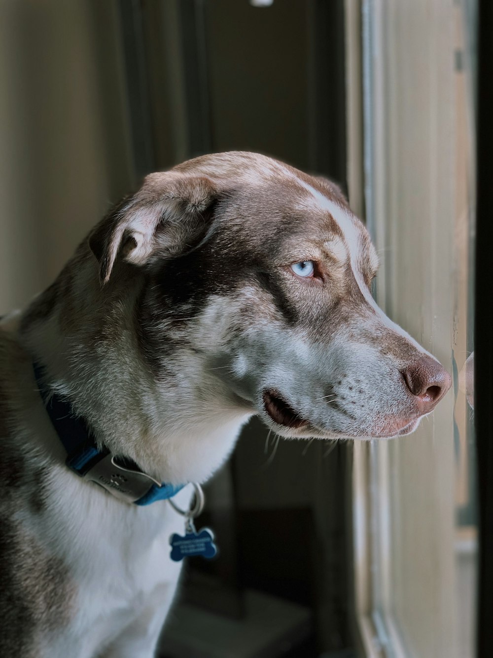 a dog looking up