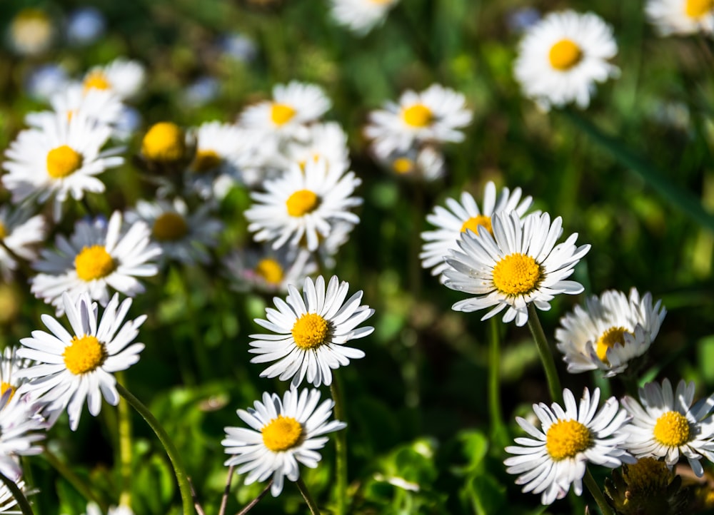 a group of white flowers