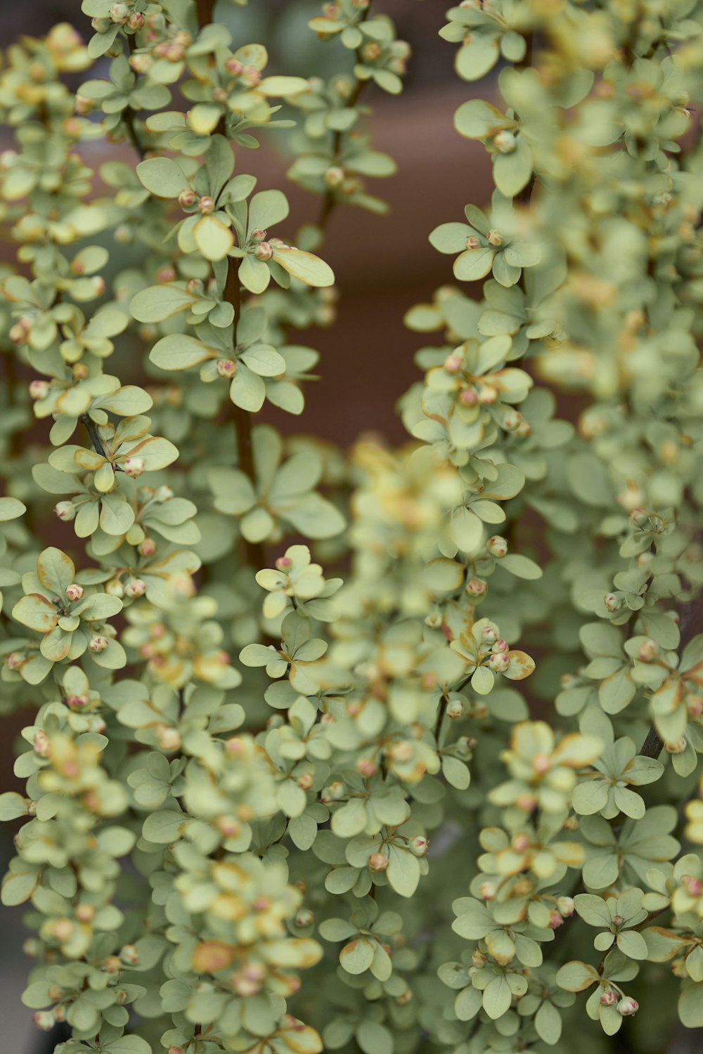 a close up of a plant