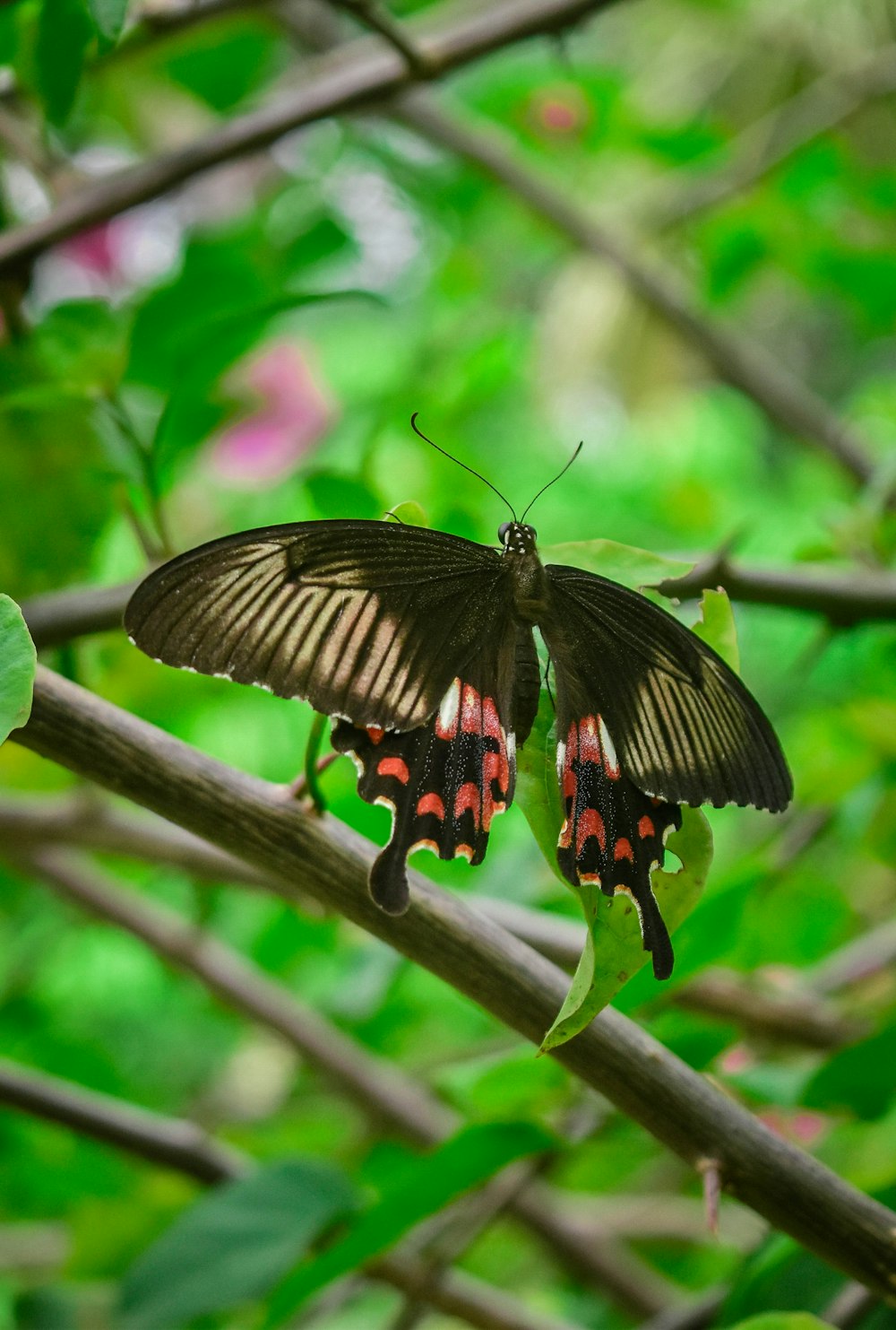 a butterfly on a branch