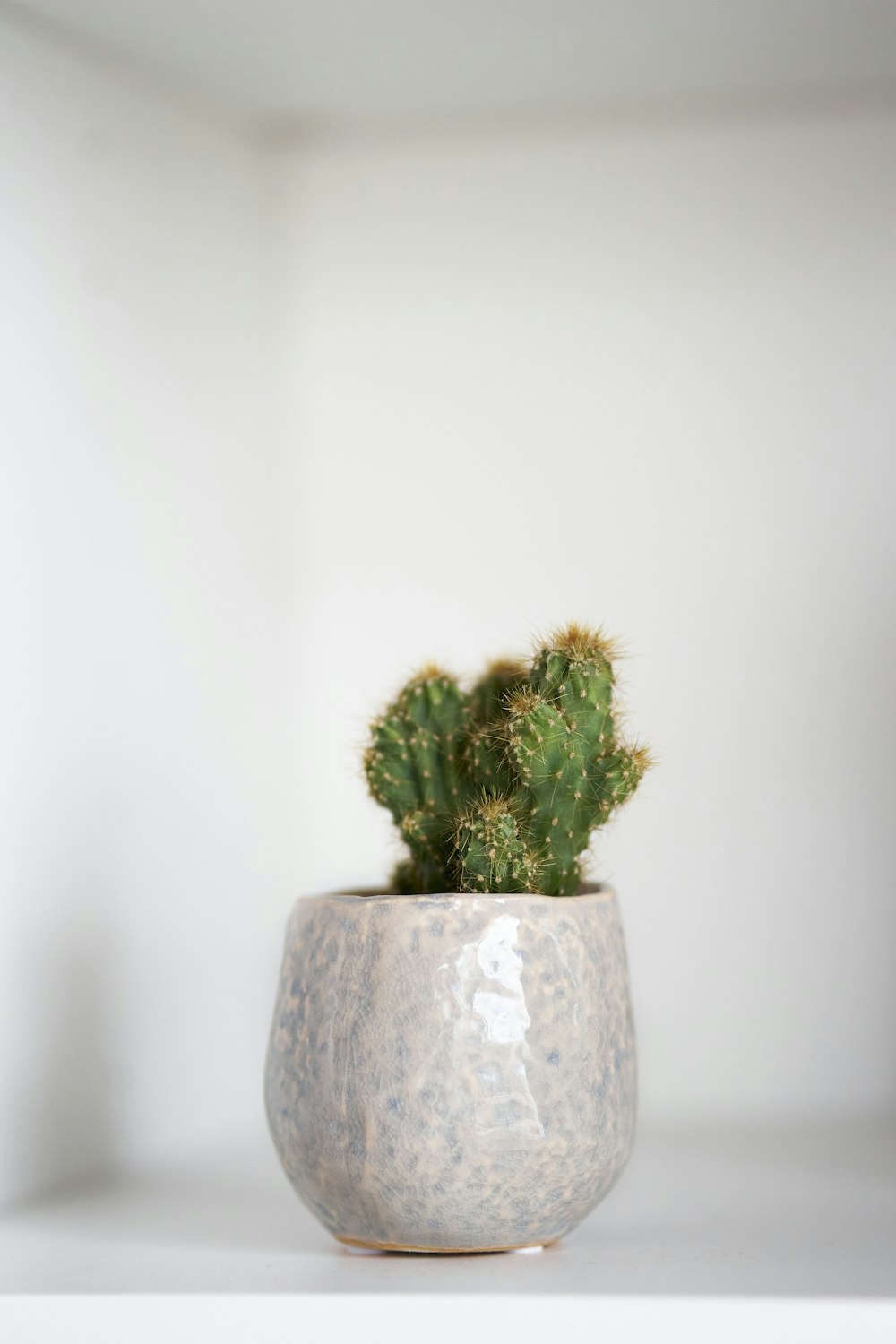 a small cactus in a pot