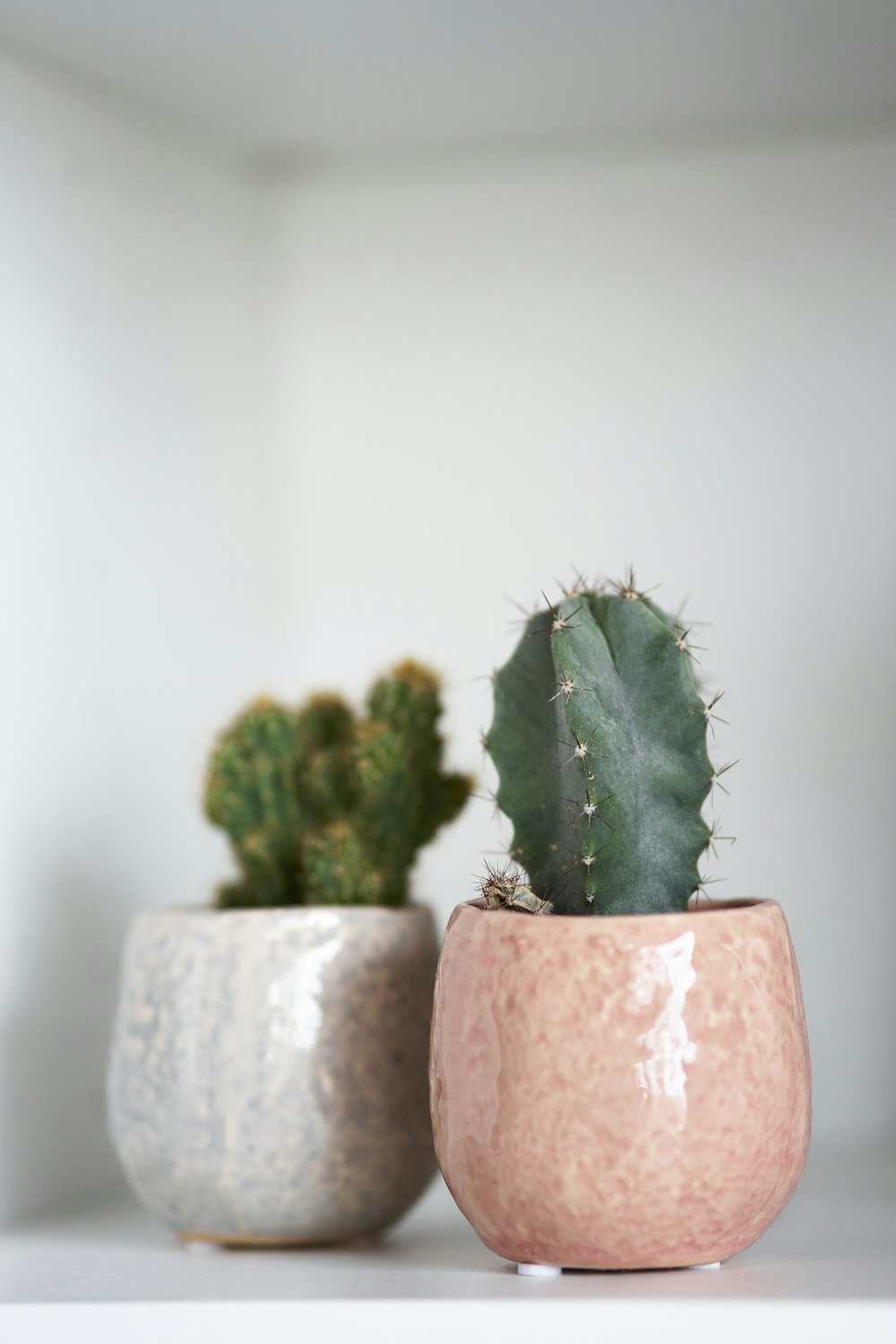 a couple cactus in pots