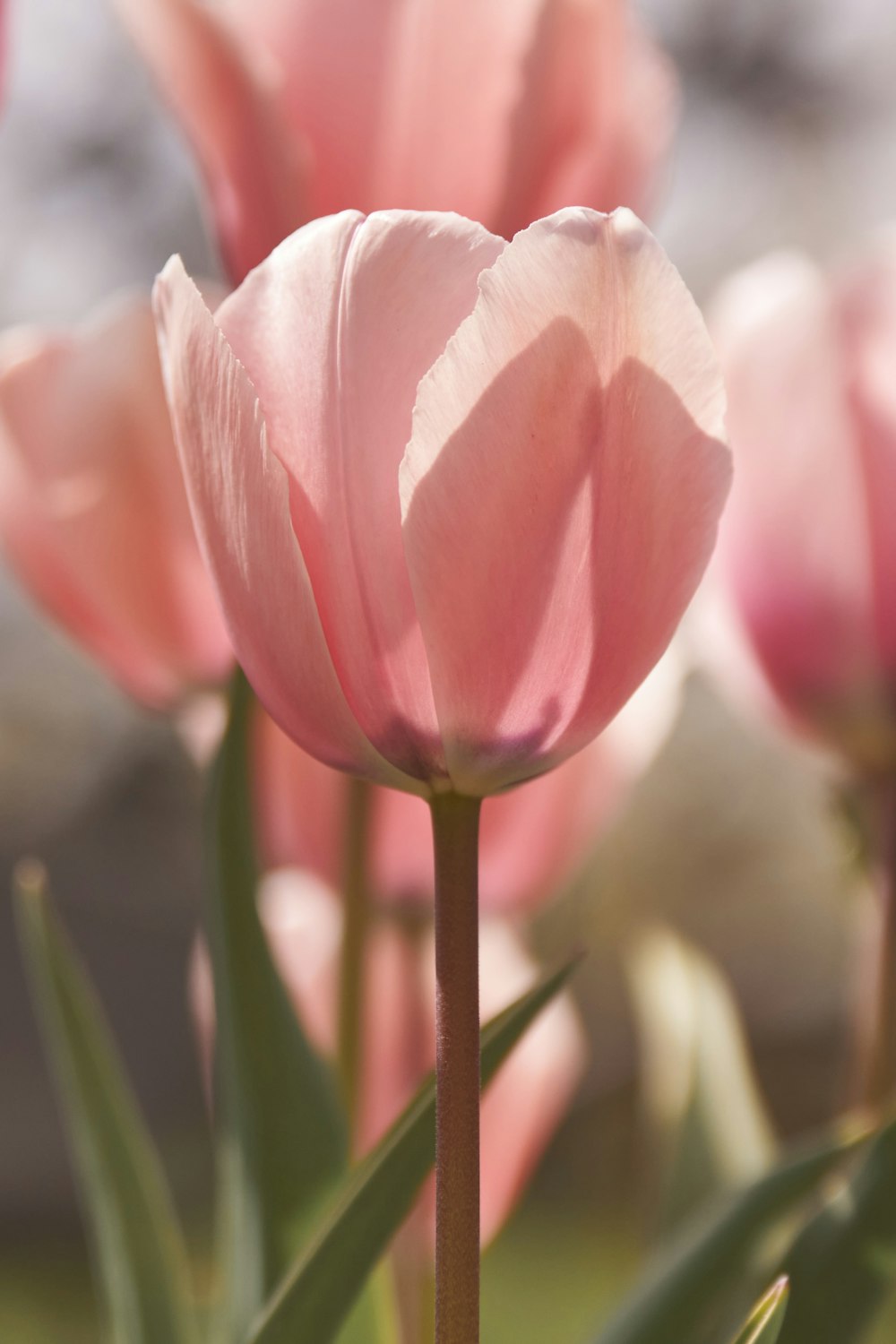 a close up of a pink flower