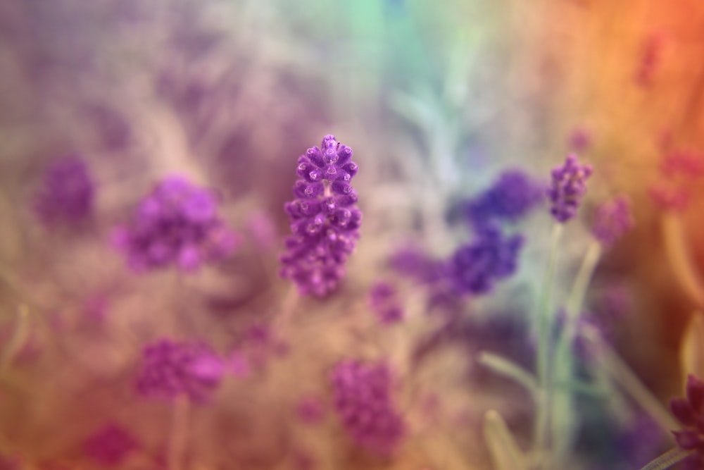 a close up of purple flowers